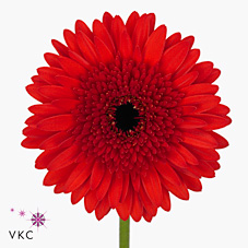 Gerbera Decibel