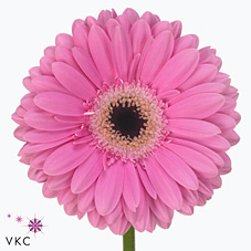 Gerbera Dreamer