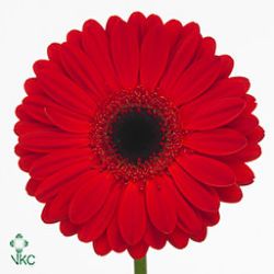Gerbera Forza