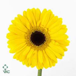 Gerbera Heatwave