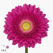 Gerbera Hollywood