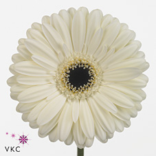Gerbera Iceberg