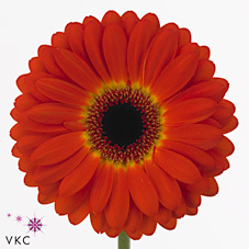 Gerbera Imax