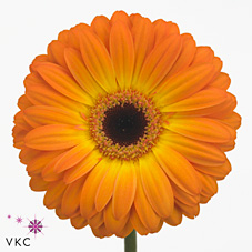Gerbera Isola