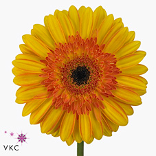 Gerbera Lipari