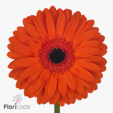 Gerbera Luca