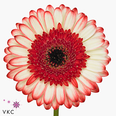Gerbera Marmolada