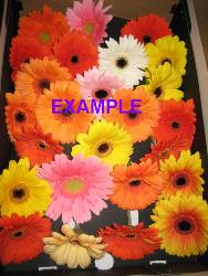 Gerbera Mixed (our choice)