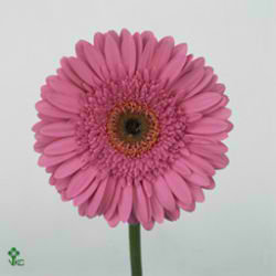 Gerbera Oilila