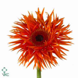 Gerbera Orange Springs