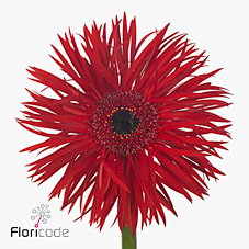 Gerbera Pepper Springs