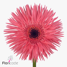 Gerbera Pink Springs