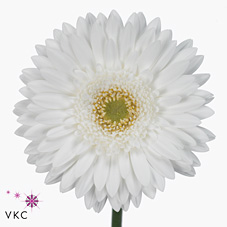 Gerbera Pole Ice