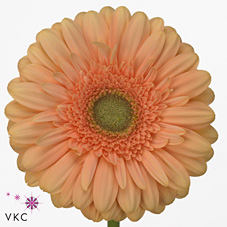 Gerbera Pre - Extase