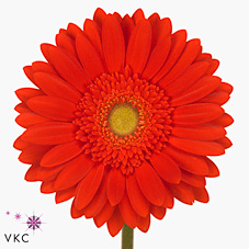Gerbera Red Explosion