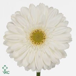 Gerbera Swanlake