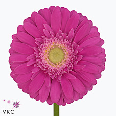 Gerbera Terra Wink