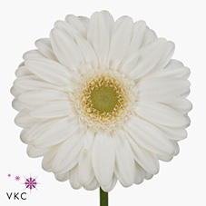 Gerbera Venganz