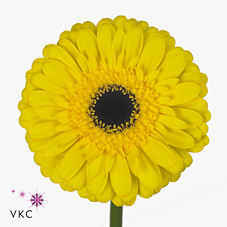 Gerbera Wake Up