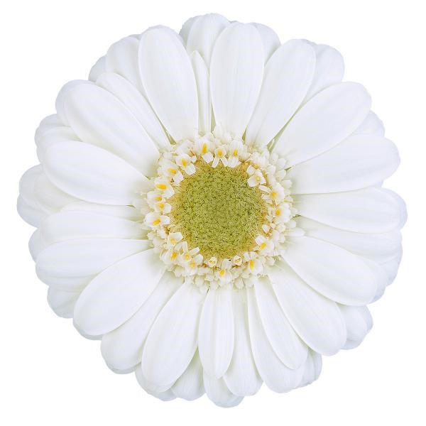 Germini Albino (secure boxed)