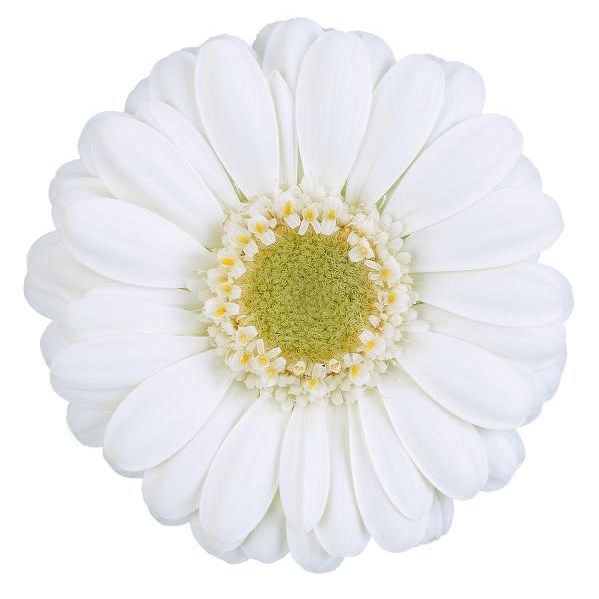Germini Albino (Secure Boxed)