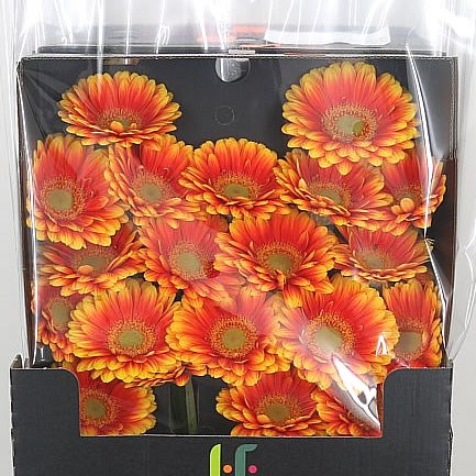 Germini Anita (Secure Boxed)
