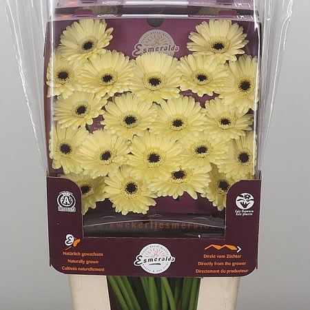 Germini Aspy (Secure Packed)