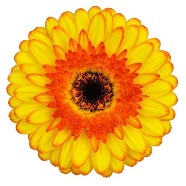 Germini Barbados (Bunched)