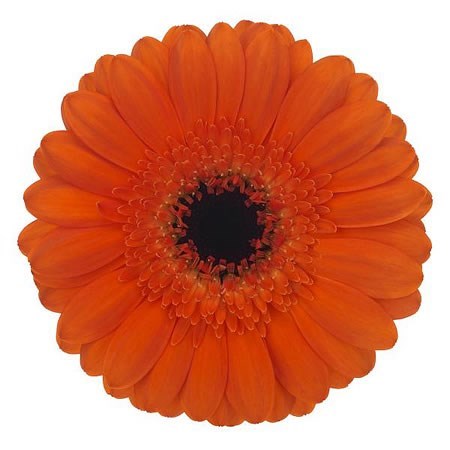 Germini Bueno (Bunched)
