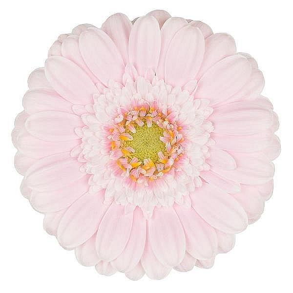 Germini Cabaret (Bunched)