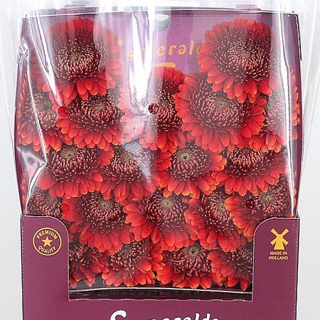 Germini Canizeres (Secure Boxed)