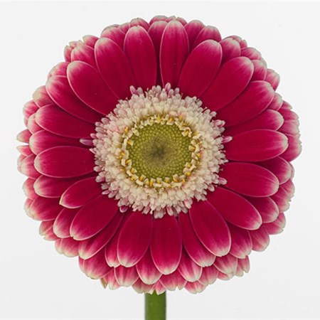 Germini Cassis (Secure Boxed)