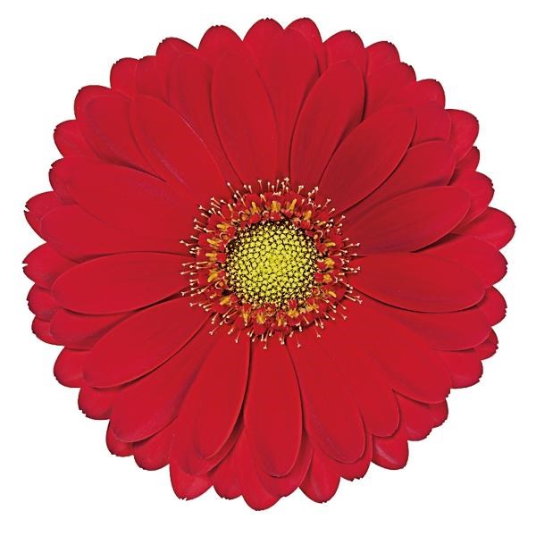 Germini Choiz (Secure Boxed)