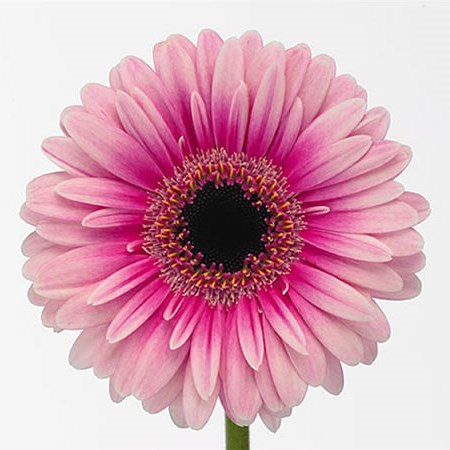 Germini Clarice (Secure Boxed)