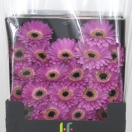 Germini Coolio (Secure Boxed)