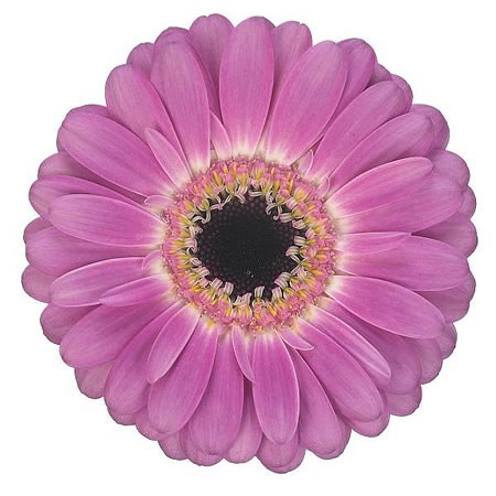 Germini Coolio (Secure Boxed)