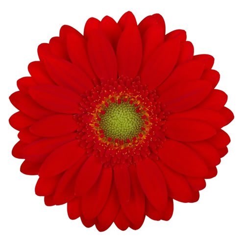 Germini Curry (Bunched)