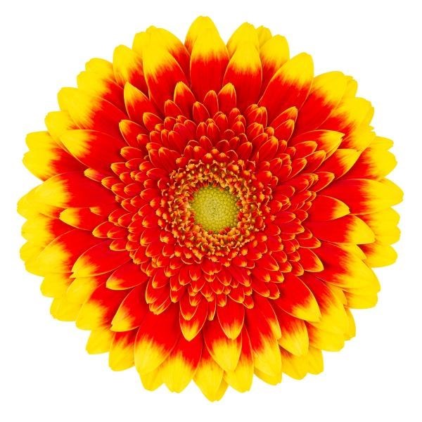 Germini Dali (Bunched) | Wholesale Dutch Flowers & Florist Supplies UK