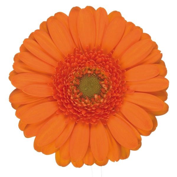 Germini Damain (secure boxed)