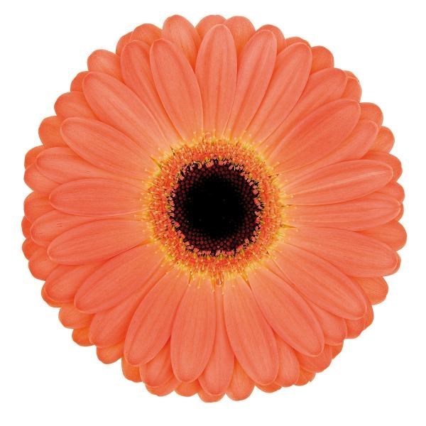 Germini Evelien (Secure Boxed)