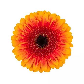 Germini Exotica (Bunched) | Wholesale Dutch Flowers & Florist Supplies UK