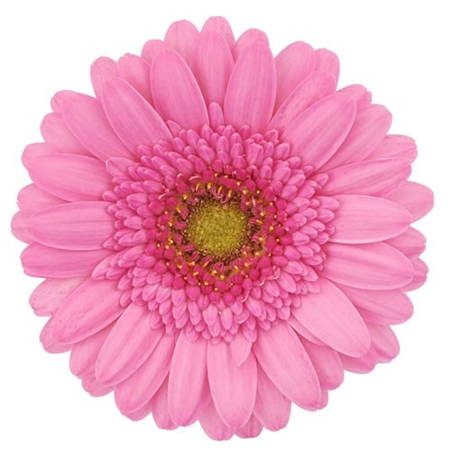 Germini Fancy (Bunched)