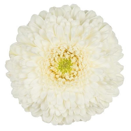 Germini Gerponi Blanco (Bunched)