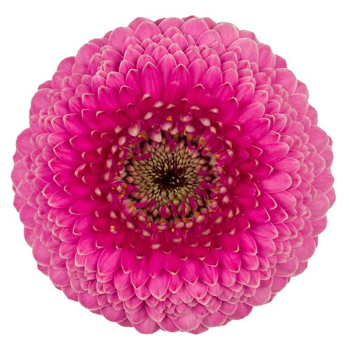 Germini Gerponi Janou (Bunched)