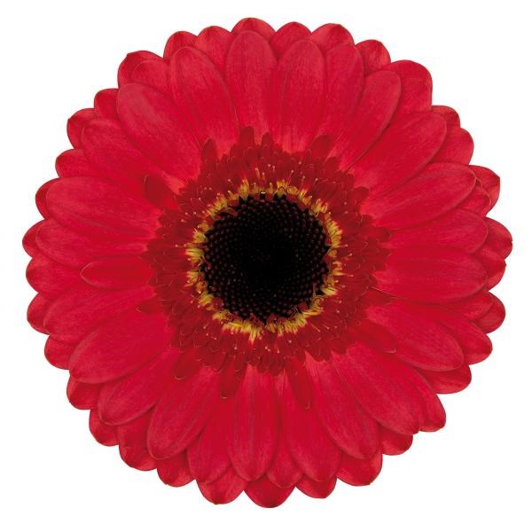 Germini Gustav (secure boxed)
