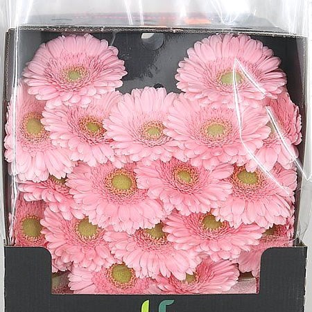 Germini Honeymoon (Secure Boxed)
