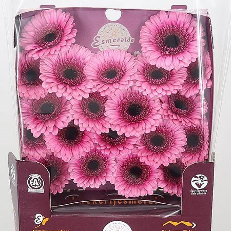 Germini Isabelle (Secure Packed)