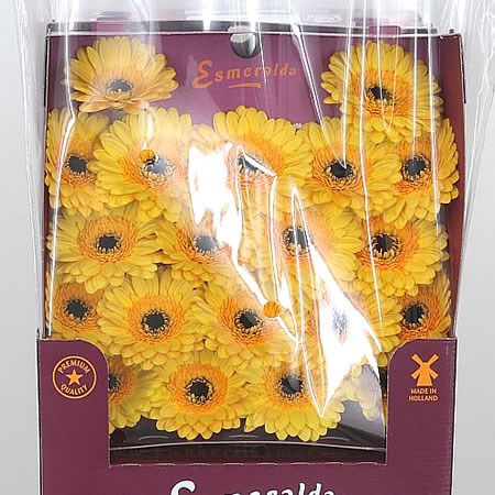 Germini Jackpot (Secure Packed)