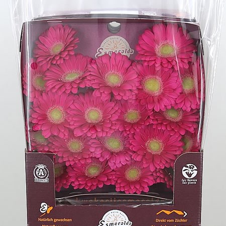 Germini Kadena (Secure Boxed)