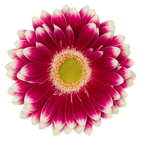 Germini Kai (Secure Boxed)